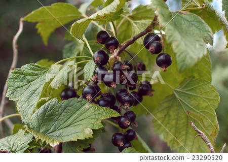 Bush of blackcurrants in a garden 23290520