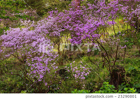 Fuji Azalea 23290801