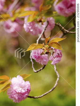 Double cherry blossoms 23290806
