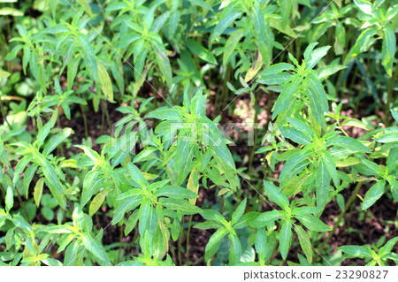 薄荷藥草園 23290827