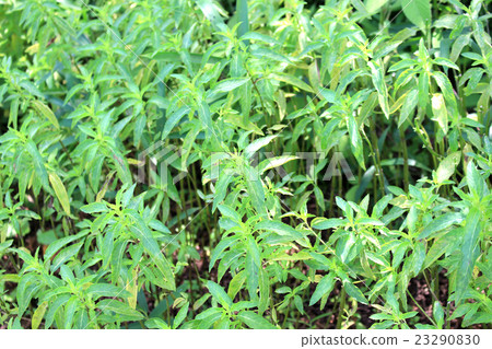 薄荷藥草園 薄荷藥草園 23290830