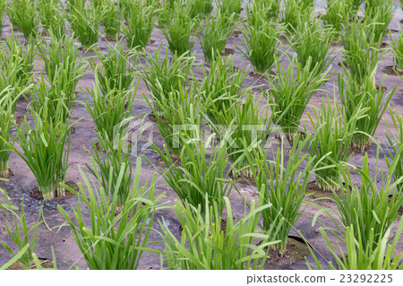 Production of leeks 23292225