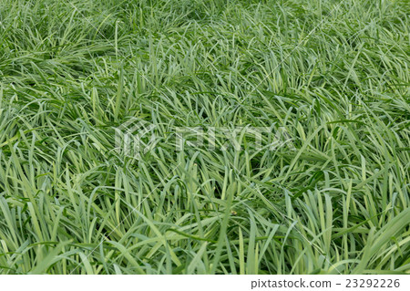 Production of leeks 23292226