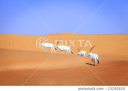 Arabian Oryx 23292810