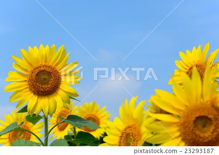Blue sky and big sunflower 23293187