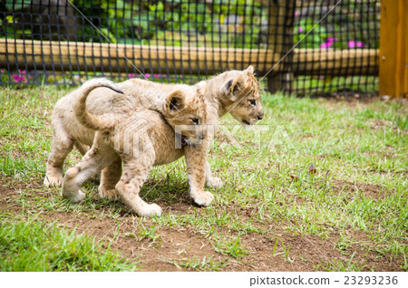 Fuji Safari Park | Lion Baby 23293236
