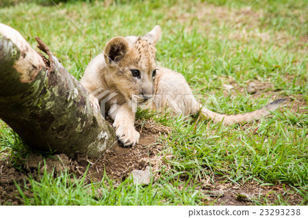 Fuji Safari Park | Lion Baby 23293238