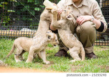富士野生動物園|獅子寶貝 23293240