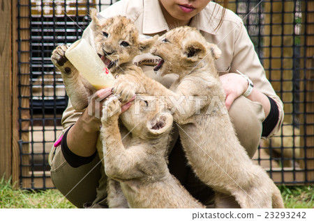 富士野生動物園|獅子寶貝 23293242
