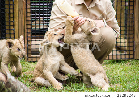 富士野生動物園|獅子寶貝 富士野生動物園|獅子寶貝 23293243