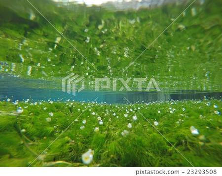 Underwater underwater flowers 23293508