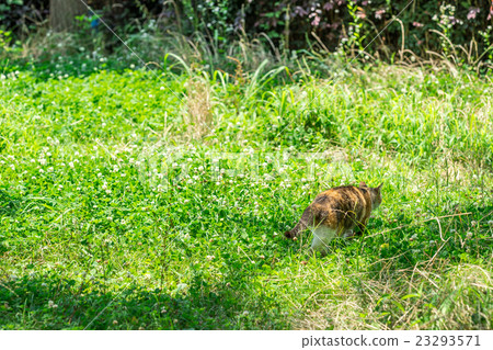 July nurse cat 23293571