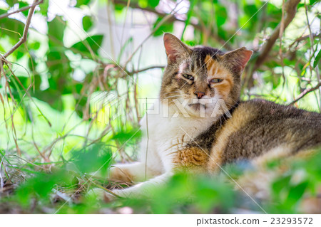 July nurse cat 23293572