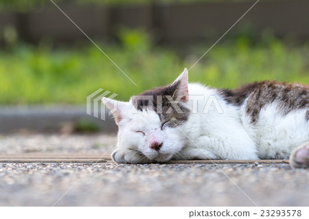 Boss cats in July resting 23293578