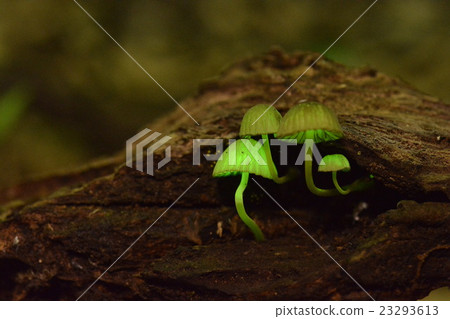 信濃Tomoshibi Dake 23293613