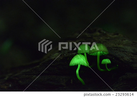 Shinano Tomoshibi Dake 23293614