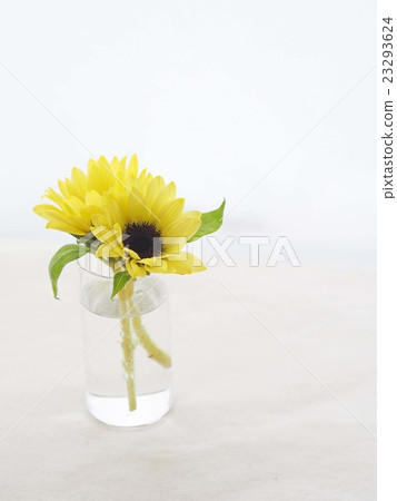 Sunflower inserted in a glass container 23293624