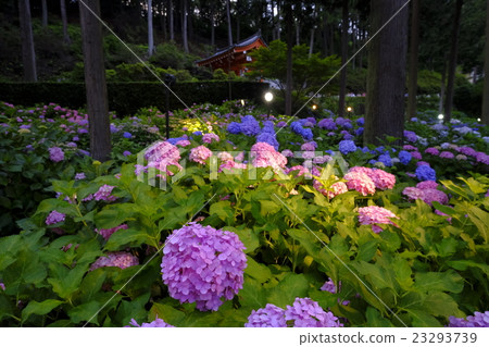 Mie Murotoji Hydrangea garden light up 23293739