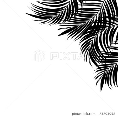 black leaf of palm tree background 23293958