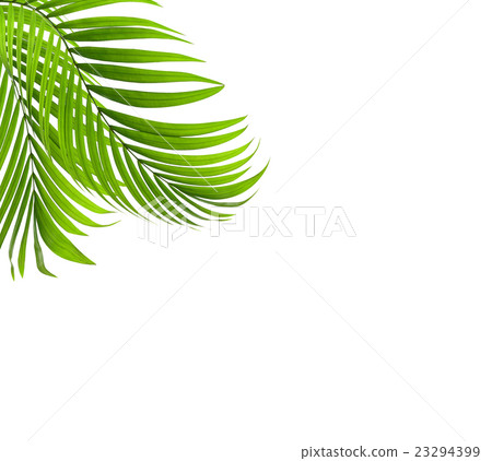 Green leaf of palm tree background 23294399