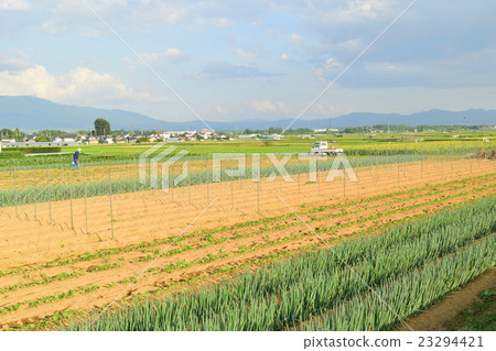 Red sand fields with volcanic ash Red sand fields with volcanic ash 23294421