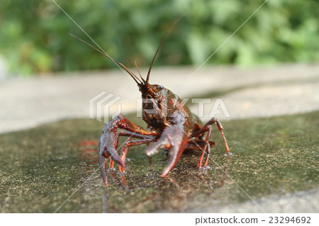 American crayfish in rice field 23294692