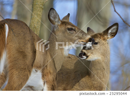 Beautiful photo of a pair of the cute wild deers Beautiful photo of a pair of the cute wild deers 23295044