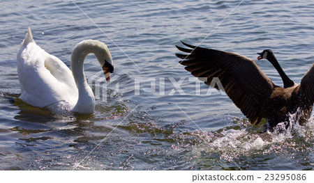 Amazing fight between the Canada goose and swan Amazing fight between the Canada goose and swan 23295086