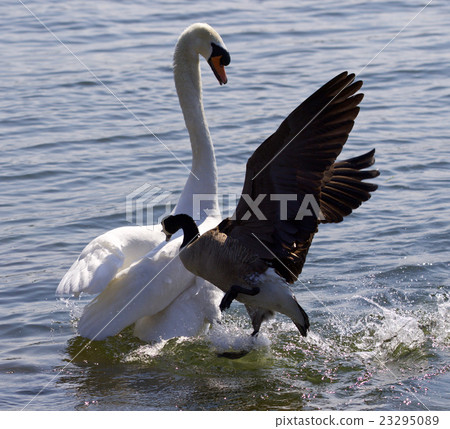 Amazing photo of Canada goose attacking the swan 23295089