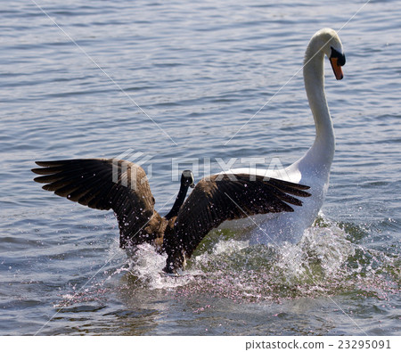 Amazing background of Canada goose attacking swan Amazing background of Canada goose attacking swan 23295091