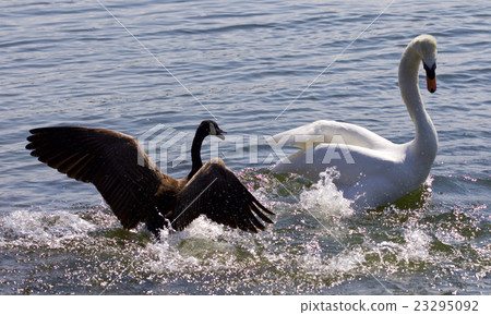 Canada goose attacking the swan on the lake Canada goose attacking the swan on the lake 23295092