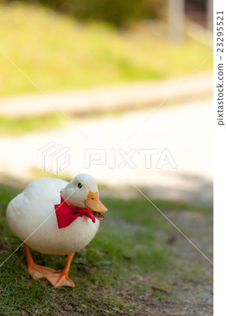 叫鴨子在公園裡玩 叫鴨子在公園裡玩 23295521