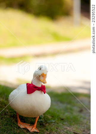 叫鴨子在公園裡玩 叫鴨子在公園裡玩 23295522
