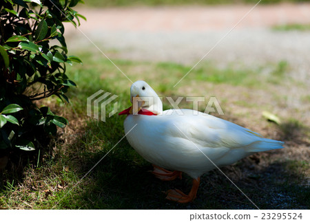 叫鴨子在公園裡玩 叫鴨子在公園裡玩 23295524