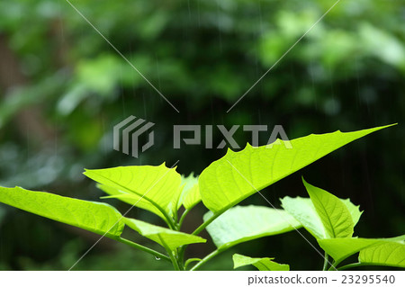 淡淡的雨季 淡淡的雨季 23295540