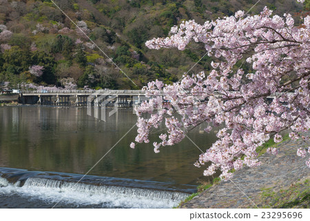 Cherry blossom, Arashiyama in spring,Kyoto, Japan Cherry blossom, Arashiyama in spring,Kyoto, Japan 23295696