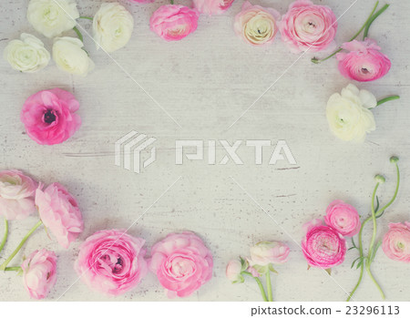 Pink and white ranunculus flowers Pink and white ranunculus flowers 23296113