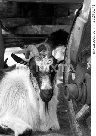 Goat resting under old wooden cart Goat resting under old wooden cart 23296171