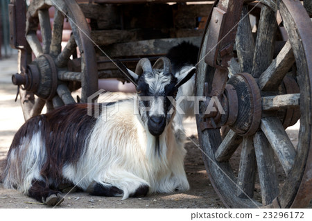 Goat resting under old cart Goat resting under old cart 23296172