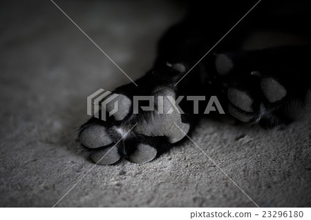 Black and white dog paw pads 23296180