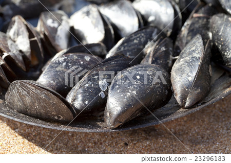 Freshly cooked mussels in metal tray on sand beach 23296183