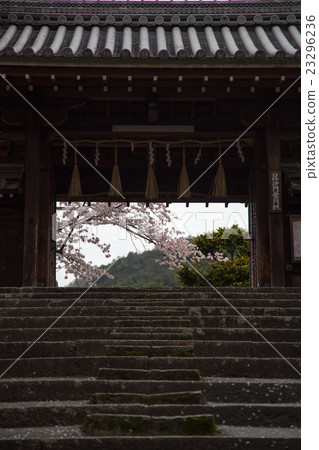 Bishamondo，盛開的櫻花看著相框的藥房門 23296236