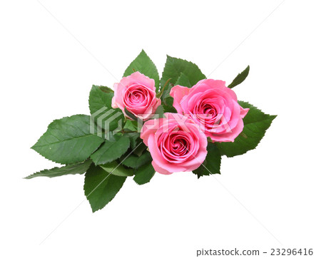Rose Rose 23296416