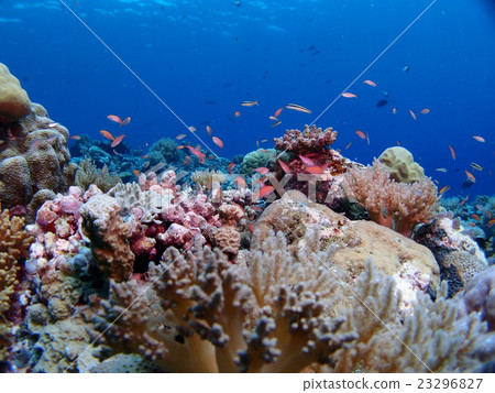 Acarina hanagoi gathered in the coral of Palau Acarina hanagoi gathered in the coral of Palau 23296827