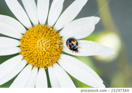 Margaret and ladybird 23297369
