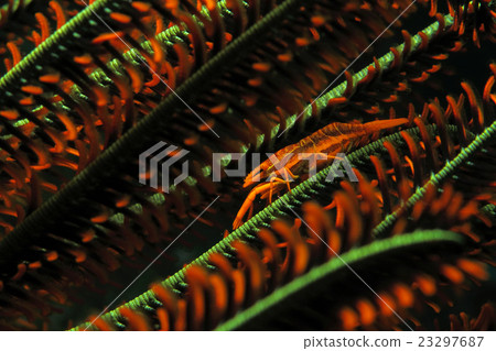 Basara cockfish 23297687