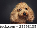 toy poodle  23298135