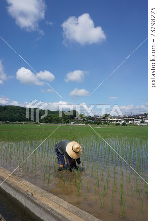 When rice planting Tokyo suburbs Akiruno city When rice planting Tokyo suburbs Akiruno city 23298275