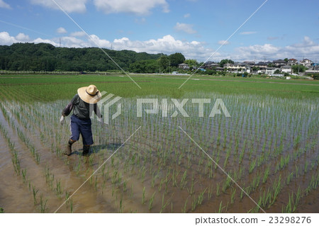 當水稻種植東京郊區Akiruno市 當水稻種植東京郊區Akiruno市 23298276