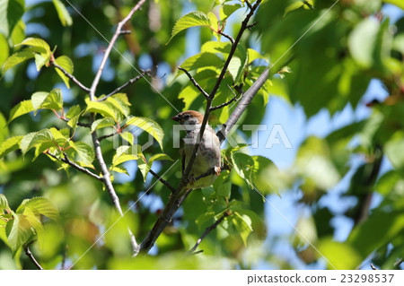 Sparrow 23298537